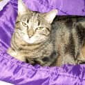 Photo of Dixie