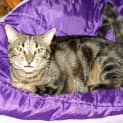 Photo of Dixie