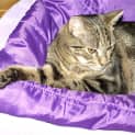 Photo of Dixie