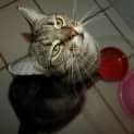 Photo of Tilly Adoption Fee $150