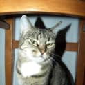 Photo of Tilly Adoption Fee $150