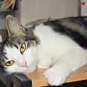 Photo of Cherie