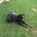Photo of Bella
