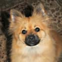 Photo of Honey