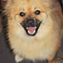 Photo of Honey