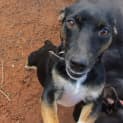 Photo of Pippin..Loves Cuddles, Housetrained