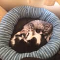 Photo of Milo