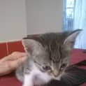 Photo of Tristan