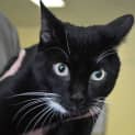 Photo of Sox ~ Reduced Adoption Fee Special!