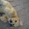 Photo of Paddington ~ A Cuddly Bear!
