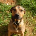 Photo of Buddy