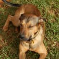 Photo of Buddy