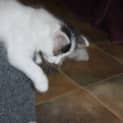 Photo of Cookie