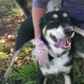 Photo of Chester (Adoption Pending)