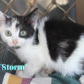 Photo of Storm