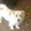 Photo of Flicka