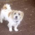Photo of Flicka