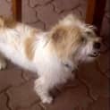 Photo of Flicka