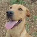 Photo of Amber Ridgeback X Lab