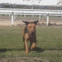 Photo of Amber Ridgeback X Lab