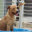 Photo of Amber Ridgeback X Lab