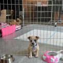 Photo of Puppy Chandler (On Trial 3/10/14)