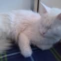 Photo of Daisy
