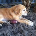 Photo of Molly