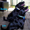 Photo of Bastian And Lulu (On Trial 7/11/14)