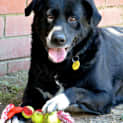Photo of Oden