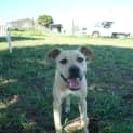 Photo of Gypsy