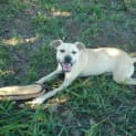 Photo of Gypsy