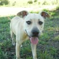 Photo of Gypsy