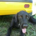 Photo of Rex