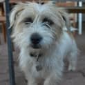 Photo of Flicka