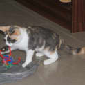 Photo of Patches