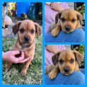 Photo of Milo