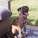 Photo of Jelly Bean ~(On Trial 9/5/14) ~ I Have A Video!