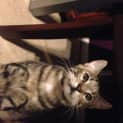 Photo of Jasmine