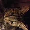 Photo of Jasmine