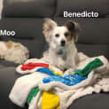 Photo of Molly Moo