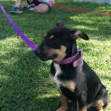Photo of Dixie! 9 Week Old Pup; Expressions Of Interest