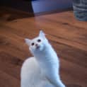 Photo of Daisy
