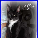 Photo of Alfie
