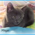 Photo of Hugo
