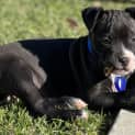 Photo of Arlo 11 Week Old Catahoula X