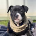 Photo of Arlo 11 Week Old Catahoula X