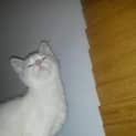 Photo of Princess