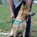 Photo of Tarzan (Urgent Carer Or Home Required)