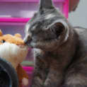 Photo of Bleu